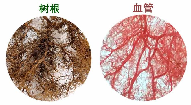 OCC-WCC2024特别策划丨从“一人之言”到“百家争鸣”——中国理念走向世界(图1)