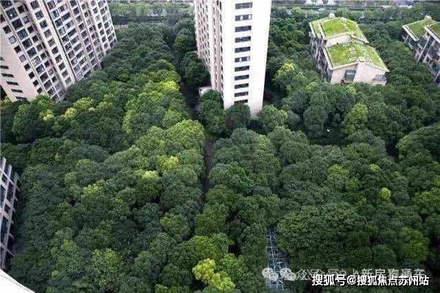 中鹰黑森林(2024年中鹰黑森林)首页网站-楼盘详情-户型配套(图4)