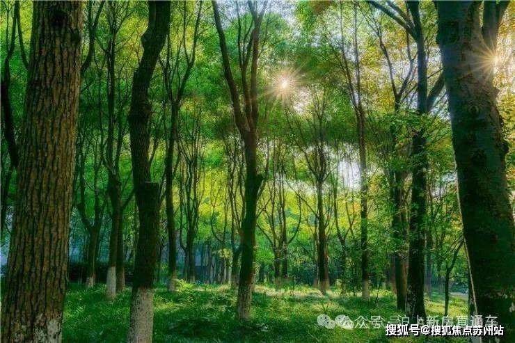 中鹰黑森林(2024年中鹰黑森林)首页网站-楼盘详情-户型配套(图5)
