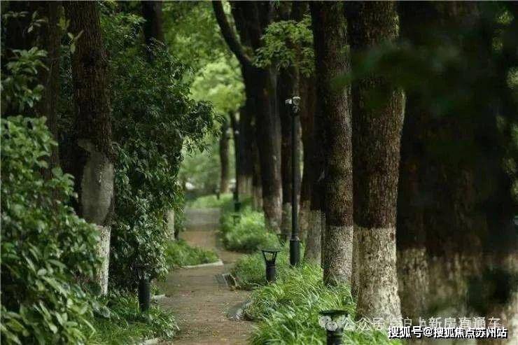 中鹰黑森林(2024年中鹰黑森林)首页网站-楼盘详情-户型配套(图7)