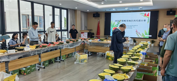 西瓜“打起”擂台赛(图1)