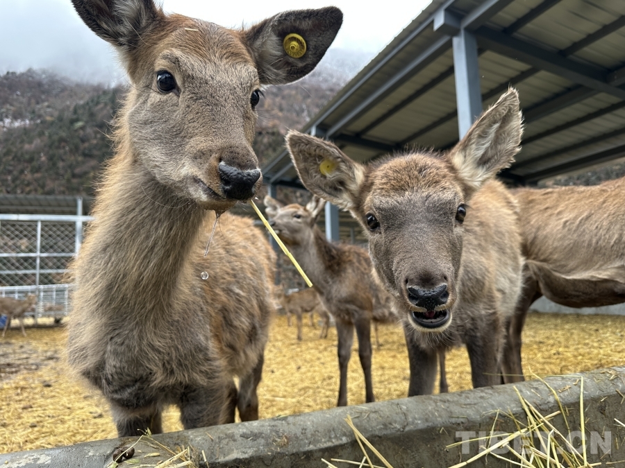 【牢记嘱托共建美丽新西藏】娘蒲乡样本：一只梅花鹿“驮”起的乡村振兴链(图2)