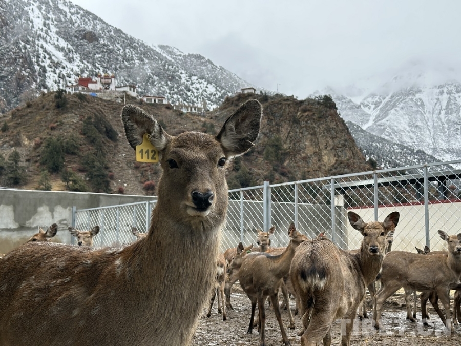 【牢记嘱托共建美丽新西藏】娘蒲乡样本：一只梅花鹿“驮”起的乡村振兴链